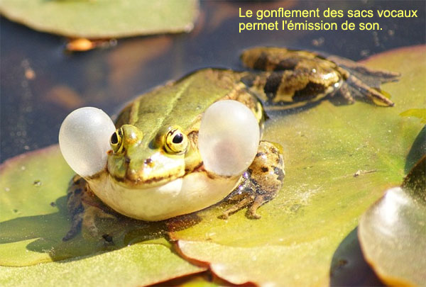 lecturel